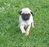 cute Akc registered pug puppy for rehoming