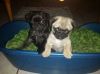 kuku my baby pug is ready to get the best of home