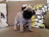 Ready now pug puppies