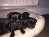 Gorgeous Kc Registered Black Pug Puppies