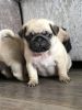 4 Gorgeous fawn pug puppies