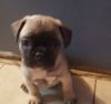 Pug puppies looking for a great forever home.