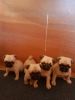 5 Left Kc Reg Tiny Pug Puppies