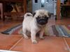 Adorable pug puppies ready for any loving and caring home