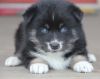 ealthy male and female pomsky puppies