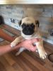 Beautiful Kc Registered Pug Boy and Girl