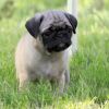 We have cute male and female pug puppies available now