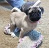 Adorable pug puppies in need of a new home