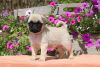Lovely Pug puppies with outgoing personalitys.