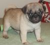 Pug puppy's for sale
