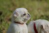 Ready Now! Kc Reg White Pug Female Puppy