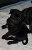 Beautiful Puppies From Dna Health Tested Parents