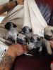 Quality Fawn Kc Registered Pug Puppies