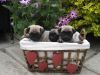 3 Beautiful Kc Pugs For Sale