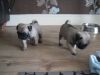 Top Quality Pug Puppy's