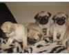 Kc Reg Pug Puppies males and females