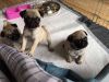 Pug Pups For Sale