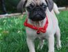 Gorgeous Pug Housetrained With Papers