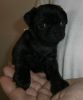 Beautiful Black Pug puppies . Text (xxx) xxx-xxx9