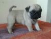 Outstanding M&F Beautiful 11 weeks old pug Puppies