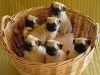 We have for sale a stunning litter of pug puppies