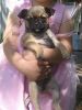Gorgeous Pug pups for sale......