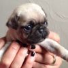 Pug Puppies Show Quality