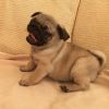 Intelligent Home Trained Male and Female Pug Puppies