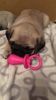 stunning pug puppies for sale