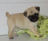 Male and Female Pug Puppies Available Now For Sale