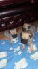 Kc Reg Pug Puppies 1 Boy And 1 Girl Available