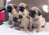Magnificent Pug Puppies 12 weeks old