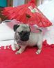 Tiny Pug Puppies For Sale