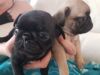 pug puppy for rehoming
