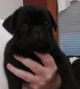 Registered Pug puppies Available