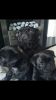 Stunning Black AKc Reg Pug Puppies