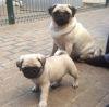 PUG PUPPIES available
