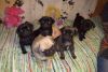 Pug Puppies Ready To Leave Now