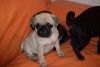 adorable pug puppies for sale