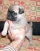 Precious Female Frenchie-Pug Designer Pup For Sale