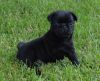 Healthy Pug puppies For Sale