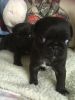 Ready Now - Kc Registered Pug Puppies