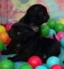 Registered Pug Puppies Black Ready Now