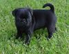 Beautiful Male and Female Pug Puppies