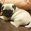 FAWN PUG GIRL PUPPY FOR SALE