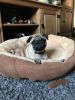 PEDIGREE FAWN PUG PUPPY FOR SALE