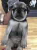 Male Pug For Sale