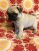AKC Full Blooded Pug Puppies For Sale