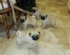 Alluring and Smart Pug Puppies for sale