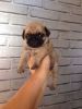 Propitious Fawn and Black Pug Puppies for Sale